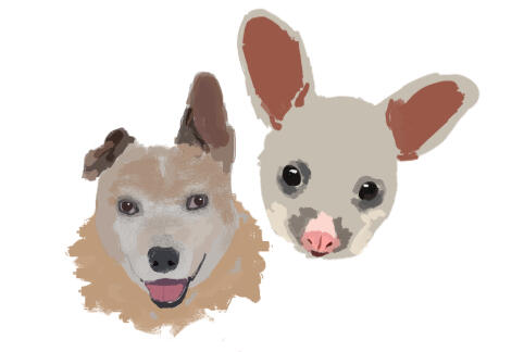 A friend's pet dog and possum